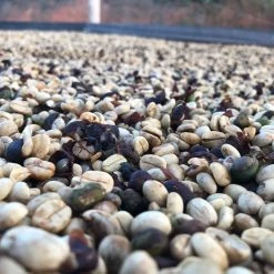 Pennine Green Coffee Guatemala Finca La Florida - Sierrra De Las Minas Pacamara Washed Arabica (1kg)