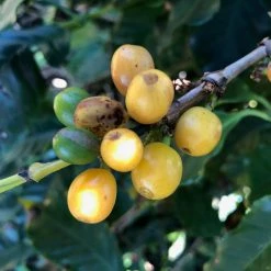 Pennine Brazillian Ipanema Yellow Icatu Arabica Green Coffee Beans (1kg)