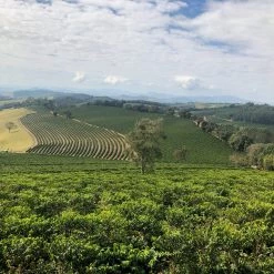 Pennine Brazil Santos NY 2 3 17 18 Arabica Green Coffee Beans (1kg)