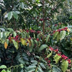 Pennine Honduras SHG Miguel Angel Paz Natural Arabica Green Coffee Beans (1kg)