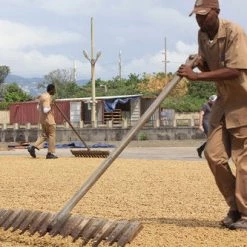 Pennine Jamaican Blue Mountain Grade 1 Arabica Green Coffee Beans (1kg