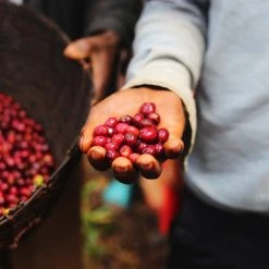 Pennine Ethiopian Yirgacheffe Natural Tadese Teko Arabica Green Coffee Beans (1kg)