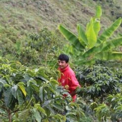 Pennine Peru Negrisa Washed Arabica Green Coffee Beans (1kg)