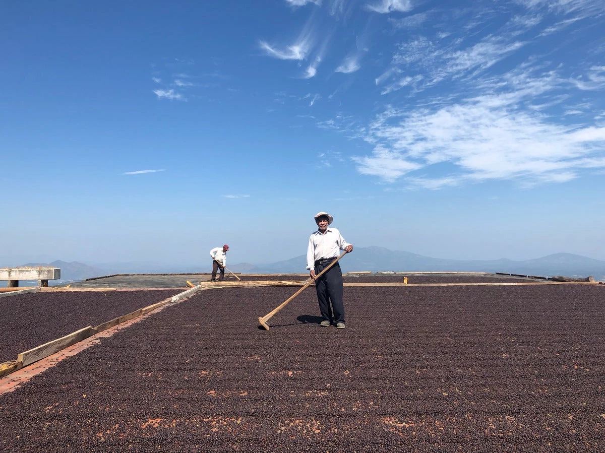 White Rose Coffee Roasters El Salvador Arabica Roasted Coffee 8 White Rose Coffee Roasters El Salvador Arabica Roasted Coffee