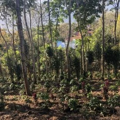 Pennine Decaffeinated Guatemala Swiss Water Process Green Coffee Beans (1kg)