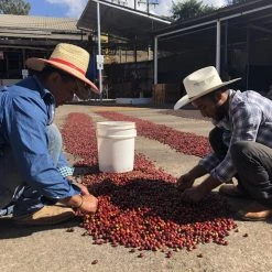 Pennine Decaffeinated Guatemala Swiss Water Process Green Coffee Beans (1kg)