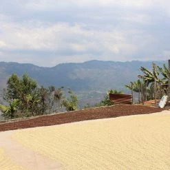 Pennine Guatemala Erika Sanchez Green Coffee Beans Washed Arabica (1kg)
