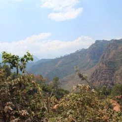 Pennine Guatemala Erika Sanchez Green Coffee Beans Washed Arabica (1kg)