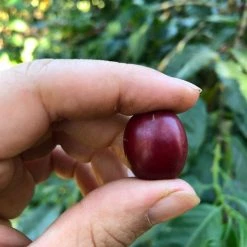 White Rose Coffee Roasters El Salvador Arabica Roasted Coffee 15 White Rose Coffee Roasters El Salvador Arabica Roasted Coffee