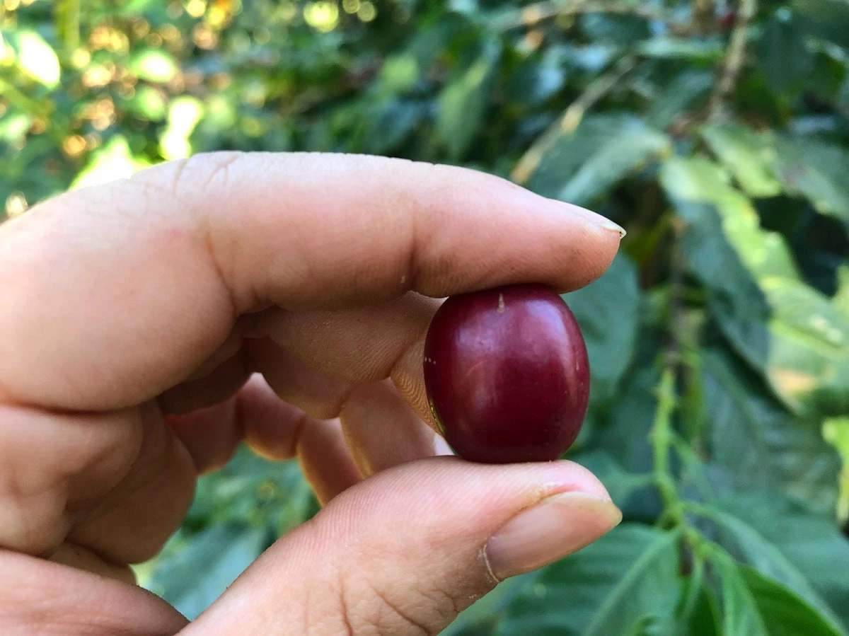 White Rose Coffee Roasters El Salvador Arabica Roasted Coffee 7 White Rose Coffee Roasters El Salvador Arabica Roasted Coffee