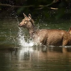 Pennine India Ratnagiri Anaerobic Natural Arabica Green Coffee Beans (1kg)