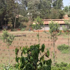 Pennine Kenya AA Acacias Arabica Washed Green Coffee Beans (1kg) 11 Pennine Kenya AA Acacias Arabica Washed Green Coffee Beans (1kg)