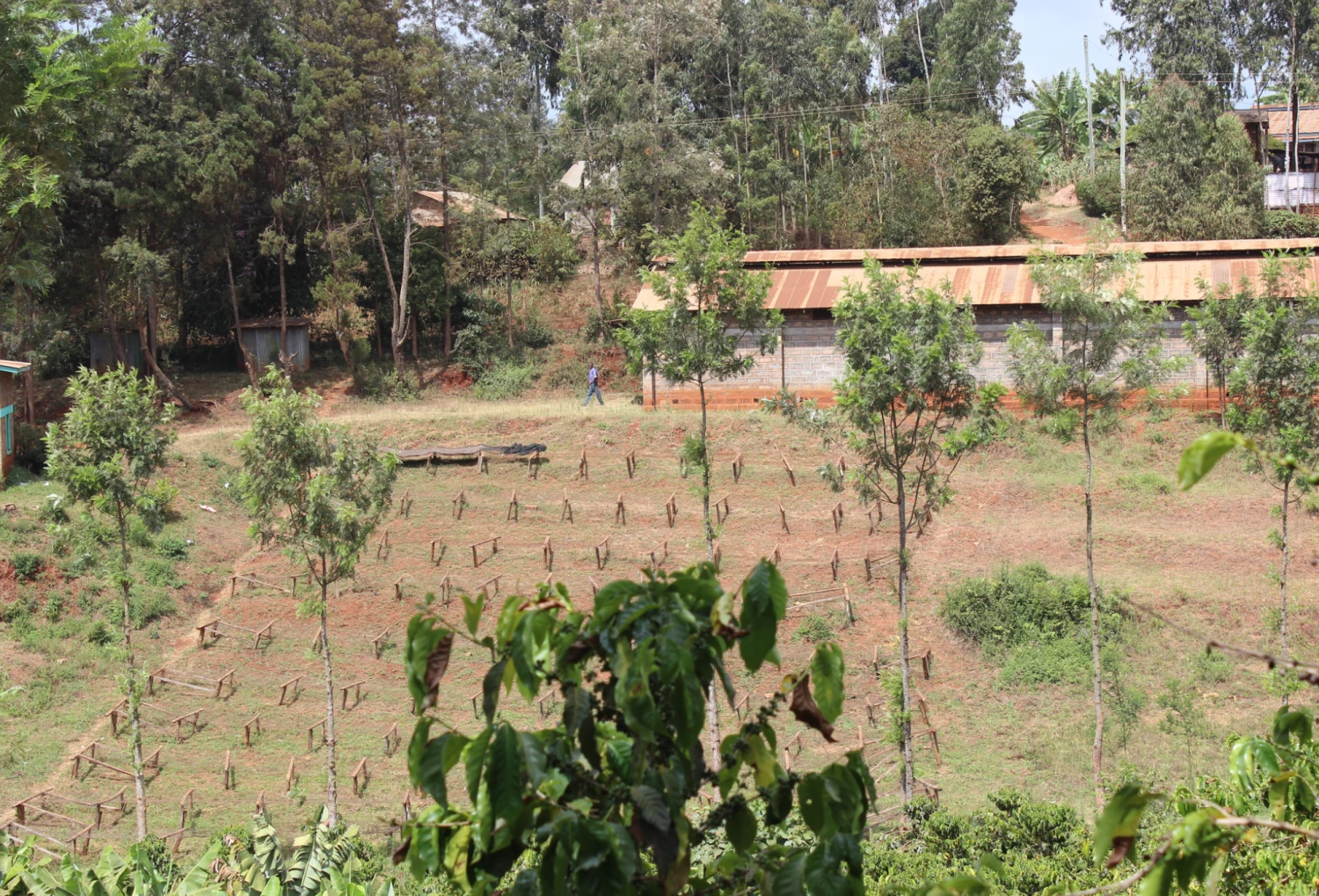 Pennine Kenya AA Acacias Arabica Washed Green Coffee Beans (1kg) 5 Pennine Kenya AA Acacias Arabica Washed Green Coffee Beans (1kg)