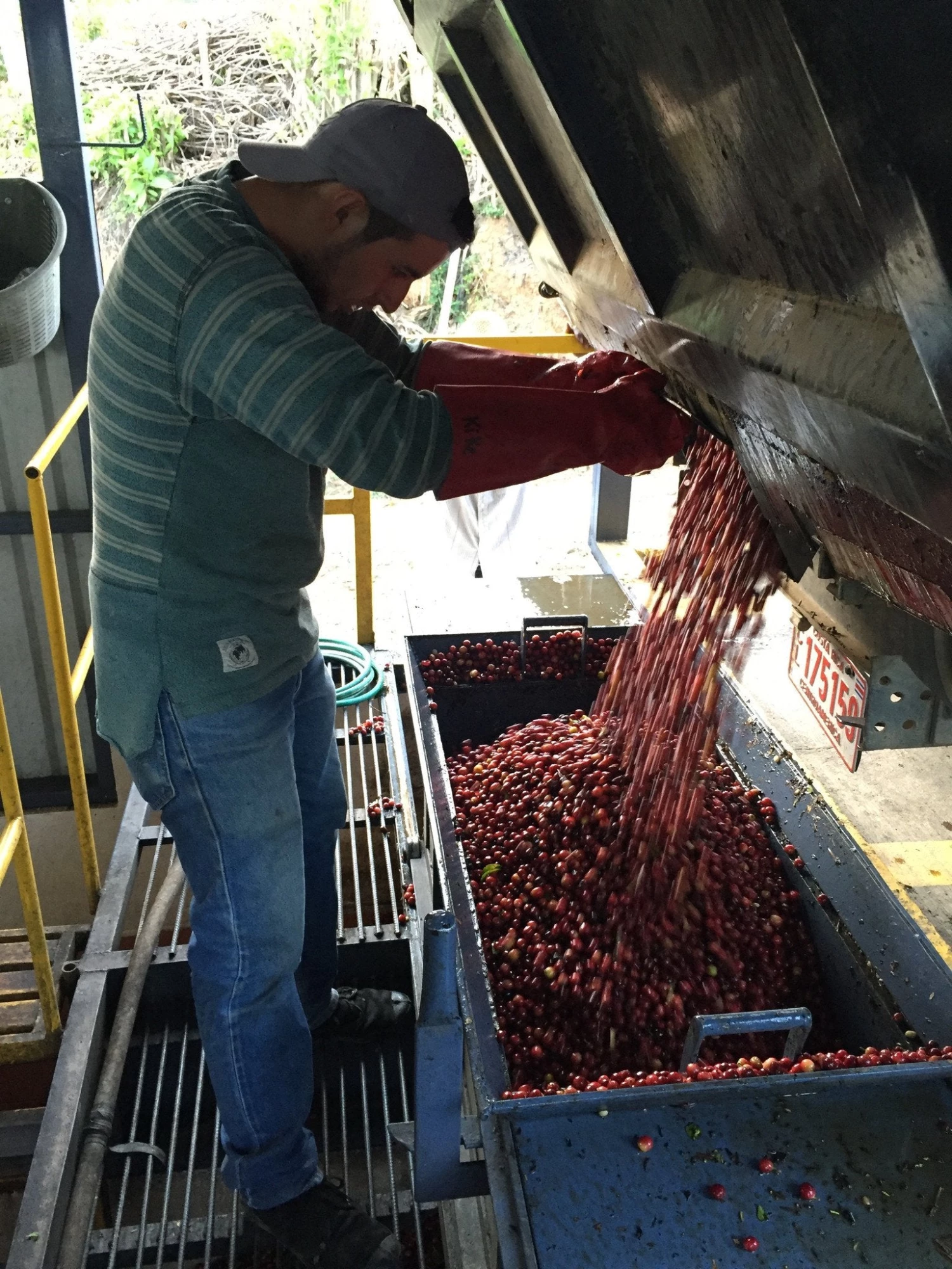 Pennine Tea And Coffee Costa Rica Washed Arabica Cafe Don Claudio Green Coffee Beans (1kg) 6 Pennine Tea And Coffee Costa Rica Washed Arabica Cafe Don Claudio Green Coffee Beans (1kg)