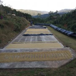 Pennine Tea And Coffee Costa Rica Washed Arabica Cafe Don Claudio Green Coffee Beans (1kg) 14 Pennine Tea And Coffee Costa Rica Washed Arabica Cafe Don Claudio Green Coffee Beans (1kg)