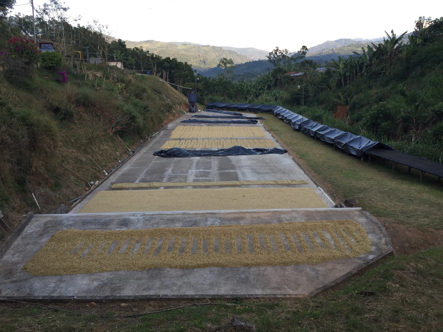 Pennine Tea And Coffee Costa Rica Washed Arabica Cafe Don Claudio Green Coffee Beans (1kg) 5 Pennine Tea And Coffee Costa Rica Washed Arabica Cafe Don Claudio Green Coffee Beans (1kg)