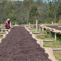 Pennine Burundi Fully Washed Arabica Green Coffee Beans (1kg)