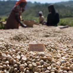 Pennine Burundi Fully Washed Arabica Green Coffee Beans (1kg)