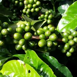 Pennine Peru Negrisa Washed Arabica Green Coffee Beans (1kg)