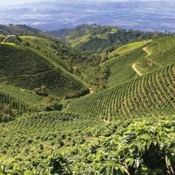 Pennine Peru Negrisa Washed Arabica Green Coffee Beans (1kg)