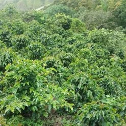 Pennine Tea And Coffee Peru BluePrint Enrique Vasquez Zamora Washed Arabica Green Coffee Beans (1kg) 13 Pennine Tea And Coffee Peru BluePrint Enrique Vasquez Zamora Washed Arabica Green Coffee Beans (1kg)