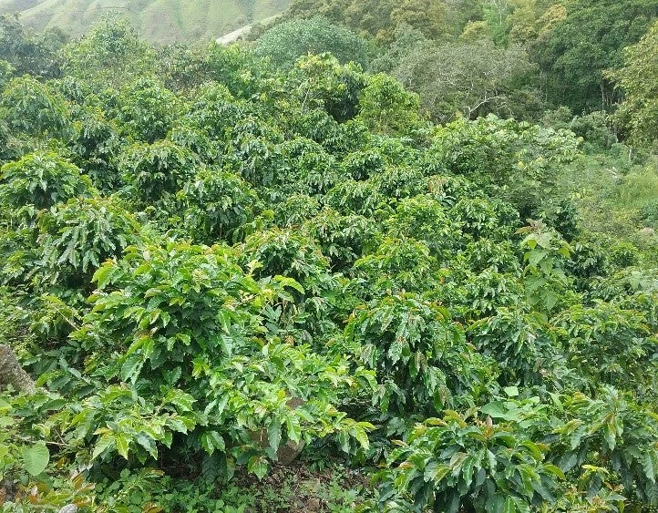 Pennine Tea And Coffee Peru BluePrint Enrique Vasquez Zamora Washed Arabica Green Coffee Beans (1kg) 6 Pennine Tea And Coffee Peru BluePrint Enrique Vasquez Zamora Washed Arabica Green Coffee Beans (1kg)