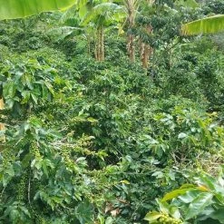 Pennine Tea And Coffee Peru BluePrint Enrique Vasquez Zamora Washed Arabica Green Coffee Beans (1kg) 12 Pennine Tea And Coffee Peru BluePrint Enrique Vasquez Zamora Washed Arabica Green Coffee Beans (1kg)