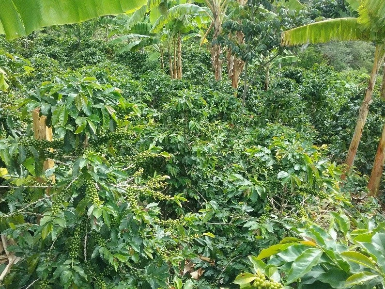 Pennine Tea And Coffee Peru BluePrint Enrique Vasquez Zamora Washed Arabica Green Coffee Beans (1kg) 5 Pennine Tea And Coffee Peru BluePrint Enrique Vasquez Zamora Washed Arabica Green Coffee Beans (1kg)