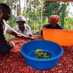 Pennine Uganda Coffee Gardens Washed Arabica Green Coffee Beans (1kg)