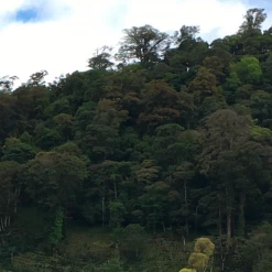 Pennine Nicaragua La Tormenta Washed Arabica Green Coffee Beans (1kg)