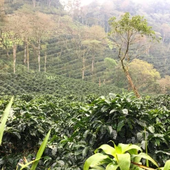 Pennine Nicaragua La Tormenta Washed Arabica Green Coffee Beans (1kg)