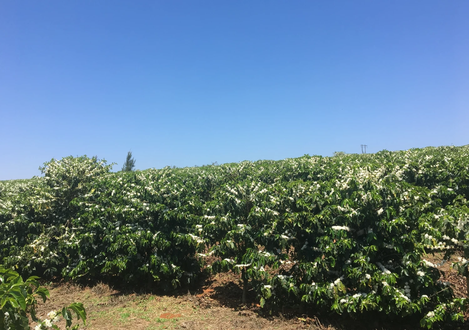 Pennine Brazil Peaberry Fazenda Inhame Arabica Green Coffee Beans (1kg) 7 Pennine Brazil Peaberry Fazenda Inhame Arabica Green Coffee Beans (1kg)