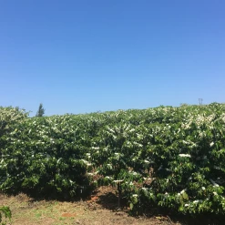 Pennine Brazil Controlled Fermentation Fazenda Inhame Arabica Green Coffee Beans (1kg)