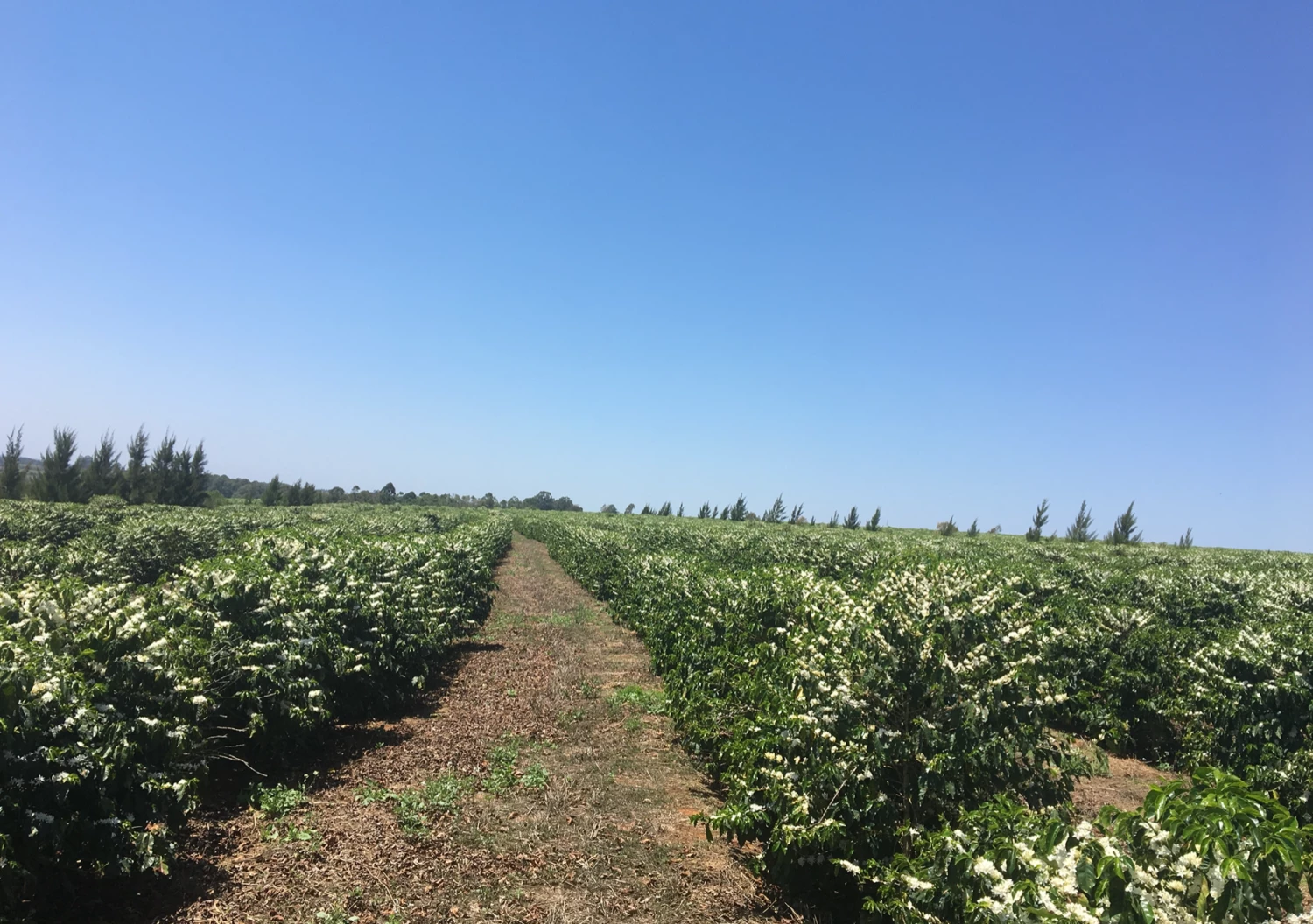 Pennine Brazil Peaberry Fazenda Inhame Arabica Green Coffee Beans (1kg) 6 Pennine Brazil Peaberry Fazenda Inhame Arabica Green Coffee Beans (1kg)