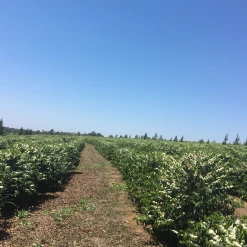 Pennine Brazil Controlled Fermentation Fazenda Inhame Arabica Green Coffee Beans (1kg)