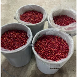 Pennine Tea And Coffee Ecuador Washed Strictly High Grown Arabica Green Coffee Beans (1kg)