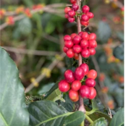 Pennine Tea And Coffee Ecuador Washed Strictly High Grown Arabica Green Coffee Beans (1kg)