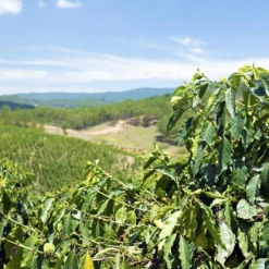 Pennine Vietnam Robusta Wet Polished (1kg)