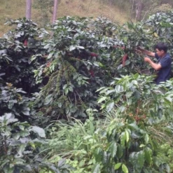 Pennine Vietnam Arabica Green Coffee Beans (1kg)