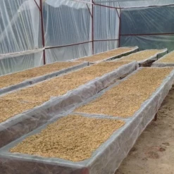 Pennine Vietnam Arabica Green Coffee Beans (1kg)