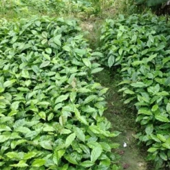 Pennine Vietnam Arabica Green Coffee Beans (1kg)