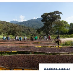 Pennine Uganda Coffee Gardens Washed Arabica Green Coffee Beans (1kg)