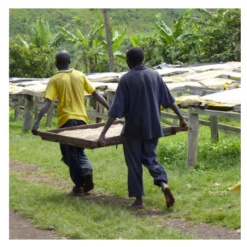 Pennine Congo Kivu 4 Arabica Washed Green Coffee Beans (1kg)