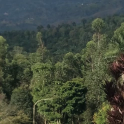 Pennine Colombian Excelso Washed Arabica Green Coffee Beans (1kg)