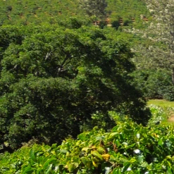 Pennine Kenya Peaberry Washed Arabica Green Coffee Beans (1kg) 12 Pennine Kenya Peaberry Washed Arabica Green Coffee Beans (1kg)