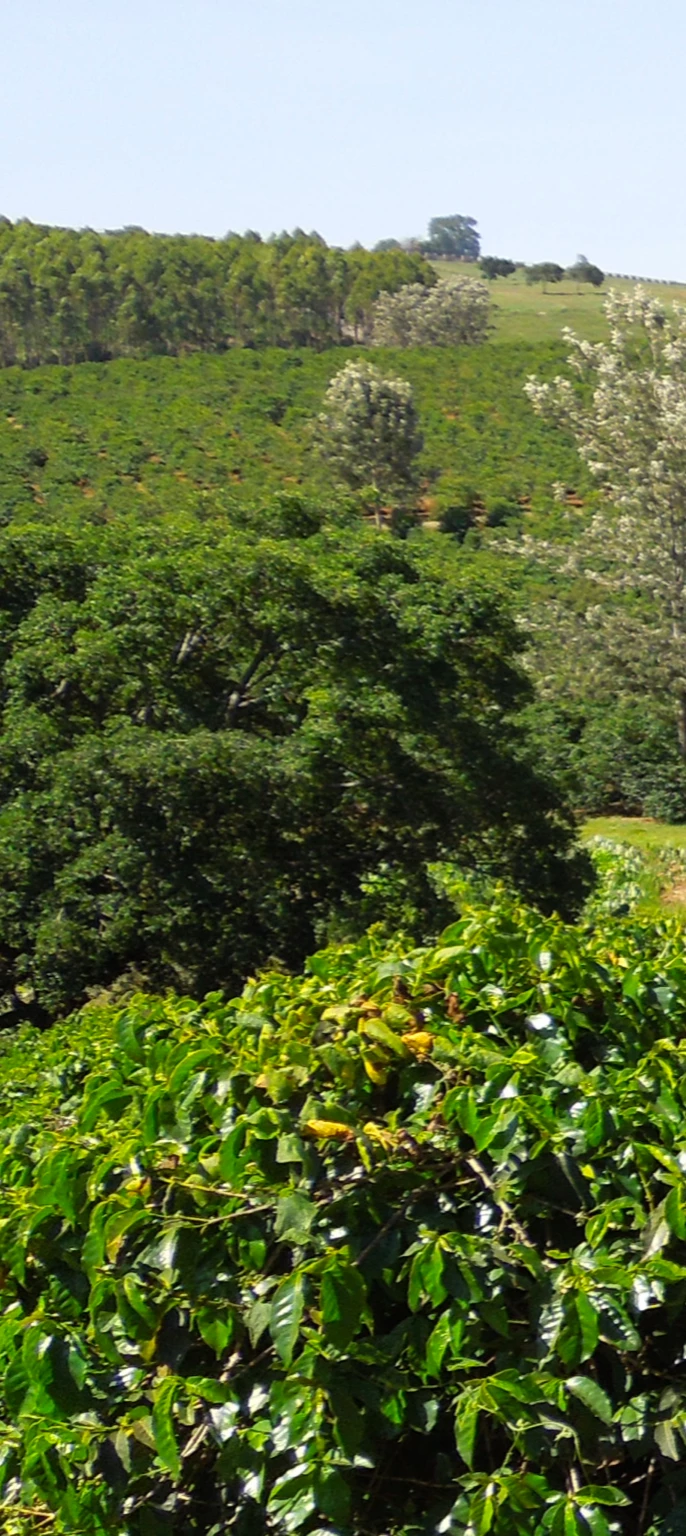 Pennine Kenya Peaberry Washed Arabica Green Coffee Beans (1kg) 7 Pennine Kenya Peaberry Washed Arabica Green Coffee Beans (1kg)