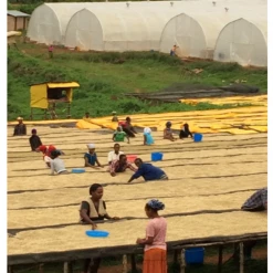 Pennine Rwanda Baho Intsinzi Natural Arabica Green Coffee Beans (1kg)