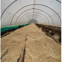 Pennine Rwanda Baho Intsinzi Natural Arabica Green Coffee Beans (1kg)