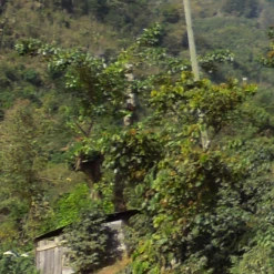 Pennine Green Coffee Guatemala Finca La Florida - Sierrra De Las Minas Pacamara Washed Arabica (1kg)