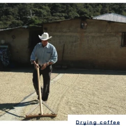 Pennine Green Coffee Guatemala Finca La Florida - Sierrra De Las Minas Pacamara Washed Arabica (1kg)